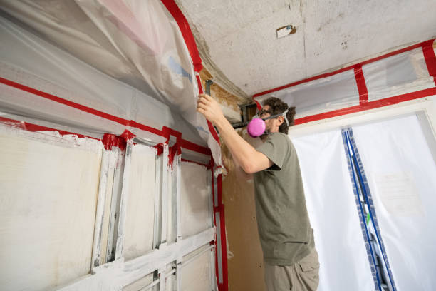 Best Black Mold Removal  in Ball Pond, CT