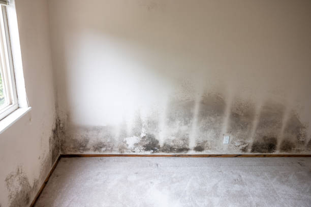Best Mold Odor Removal Services  in Ball Pond, CT